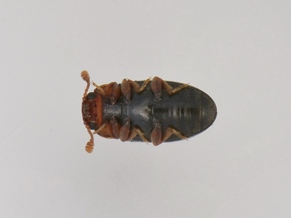 Dacne bipustulata, Erotylidae